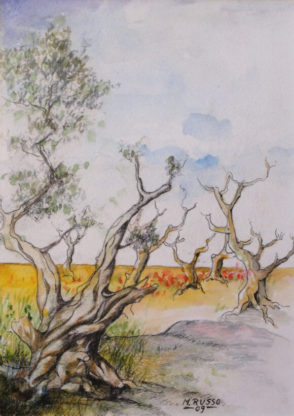 Vecchi ulivi di Calabria